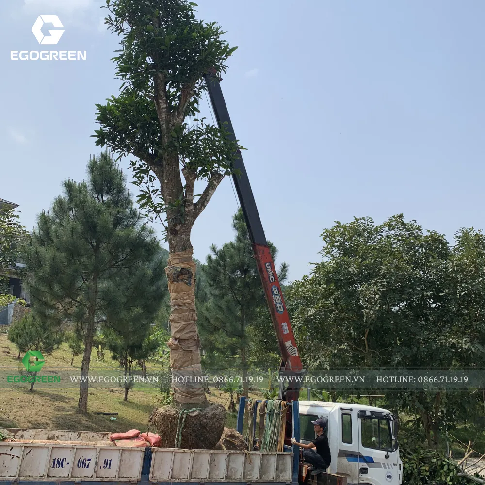 Khoảnh khắc cây được hạ xuống vị trí cuối cùng trong khu vườn.